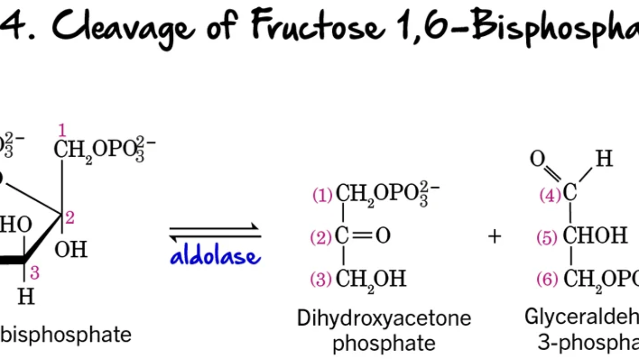 Glycolysis step 4