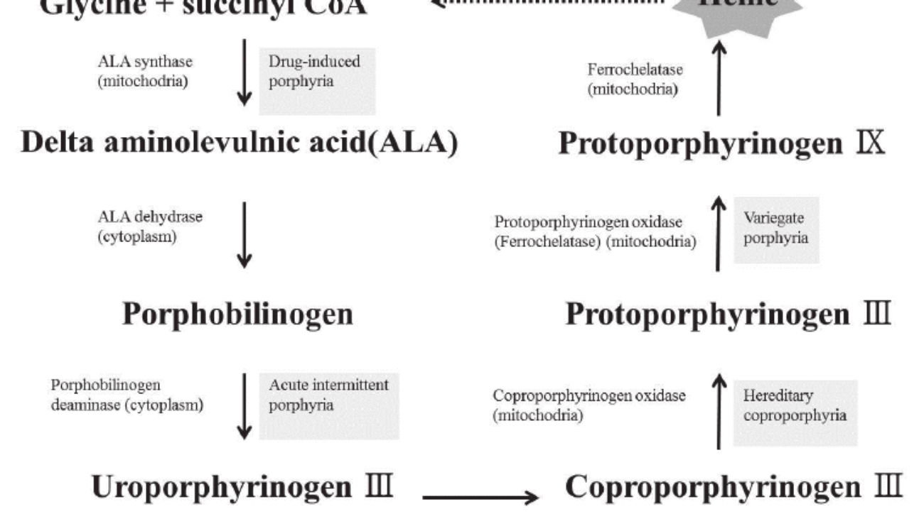 Heme Metabolism Pathway