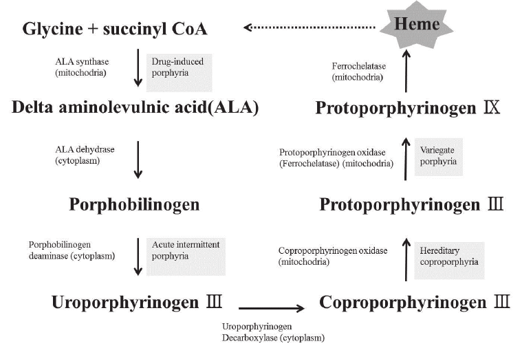 Heme Metabolism Pathway