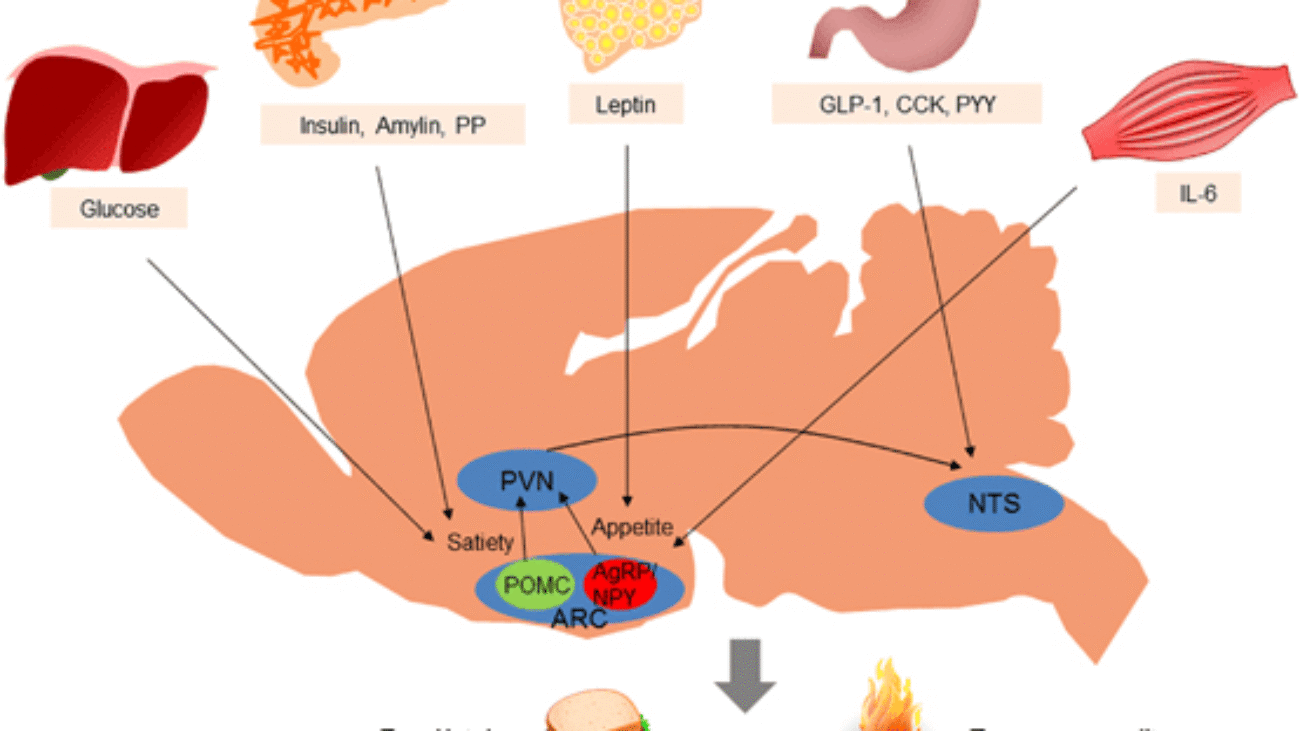 Integrated Metabolism and Fuel Homeostasis