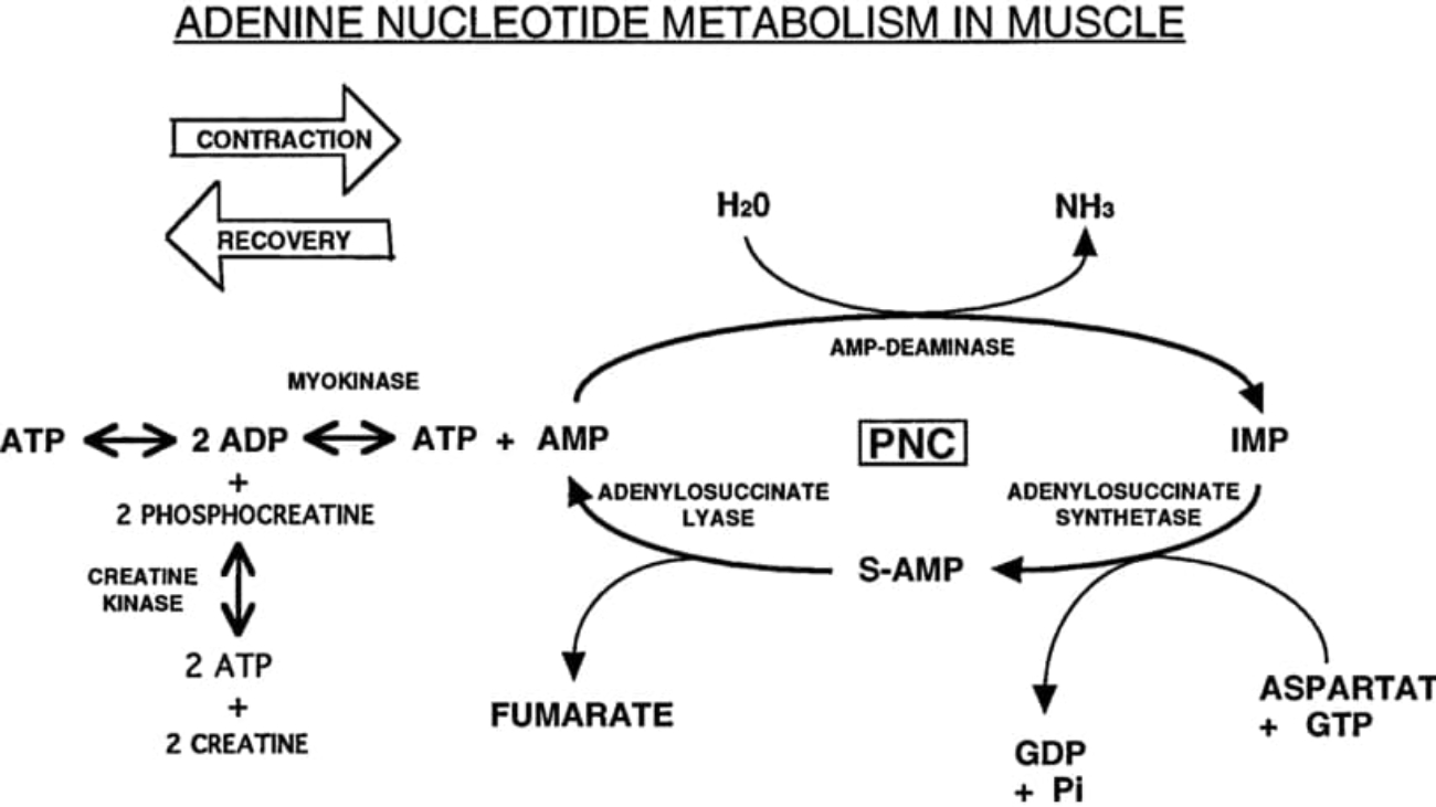 Nucleotide Metabolism Pathway