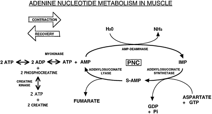 Nucleotide Metabolism Pathway