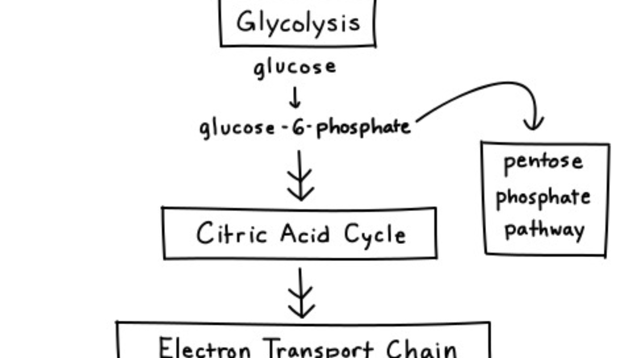 Pentose Phosphate Pathway (1)