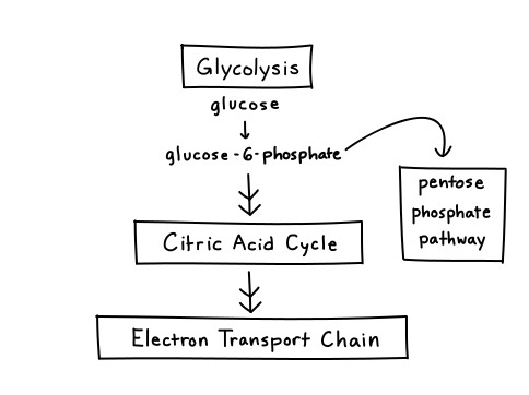 Pentose Phosphate Pathway