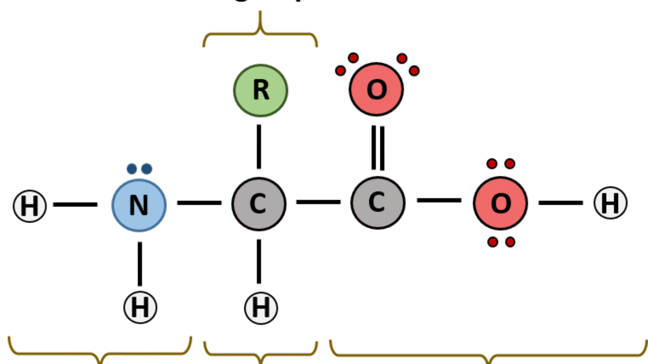 Protein Chemistry