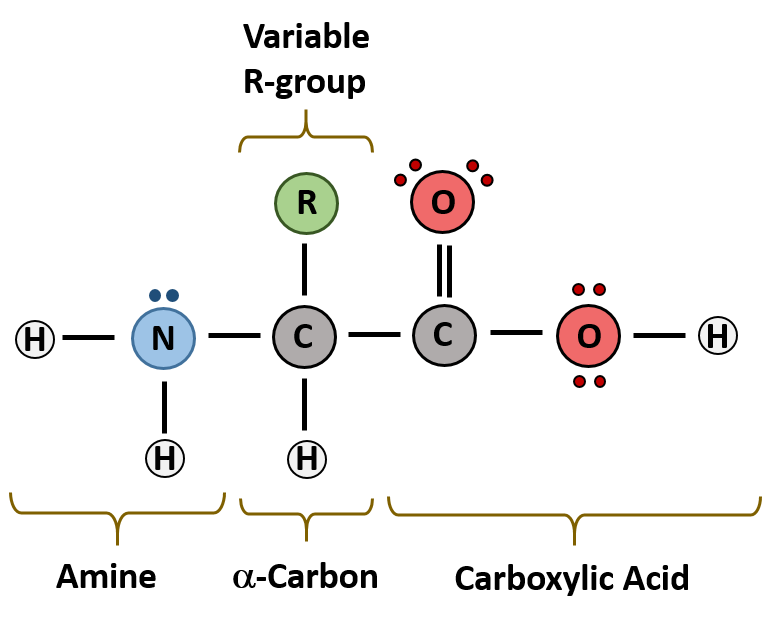 Protein Chemistry