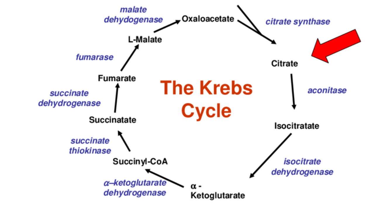 Tricarboxylic Acid (TCA) Cycle (Krebs Cycle / Citric Acid Cycle)