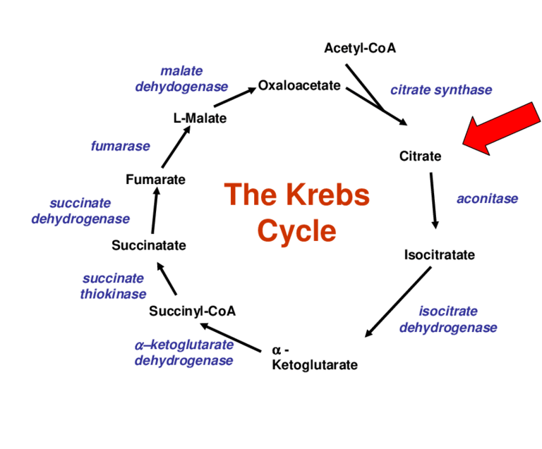 Krebs / TCA Cycle Exam