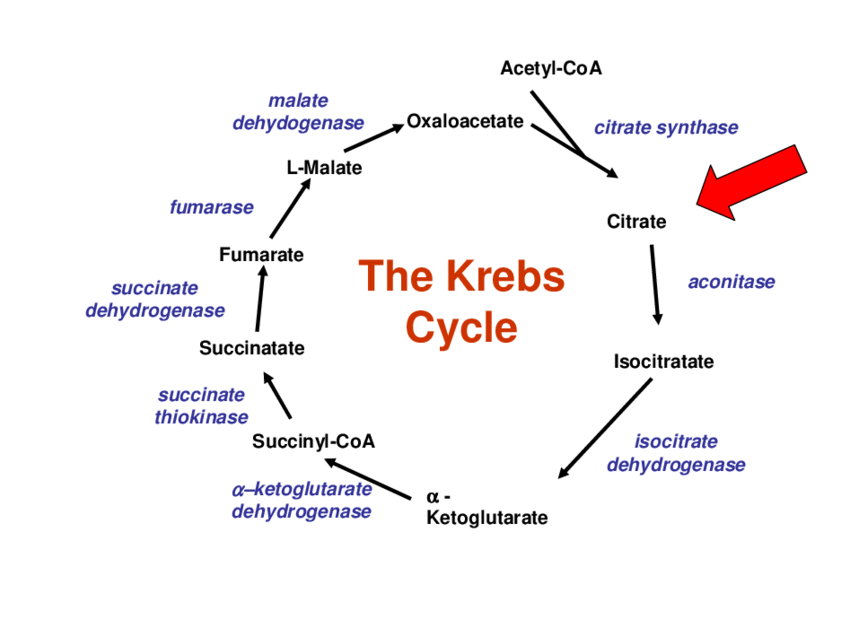 Tricarboxylic Acid (TCA) Cycle (Krebs Cycle / Citric Acid Cycle)