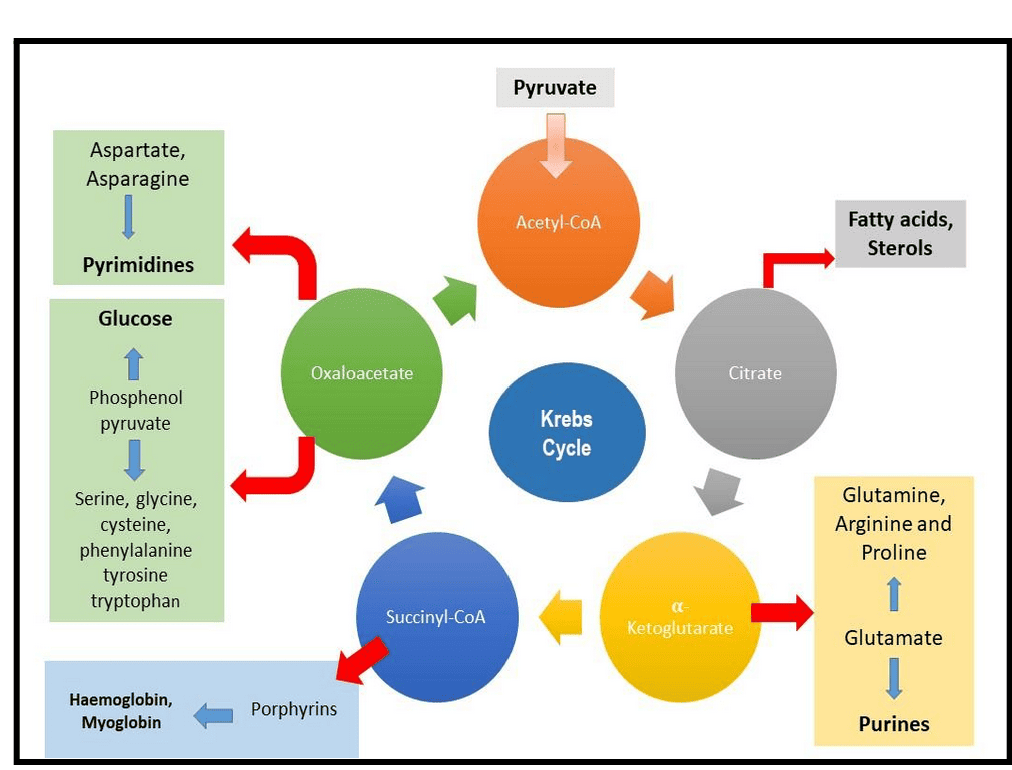Diagram illustrating the amphibolic connections of the TCA cycle.