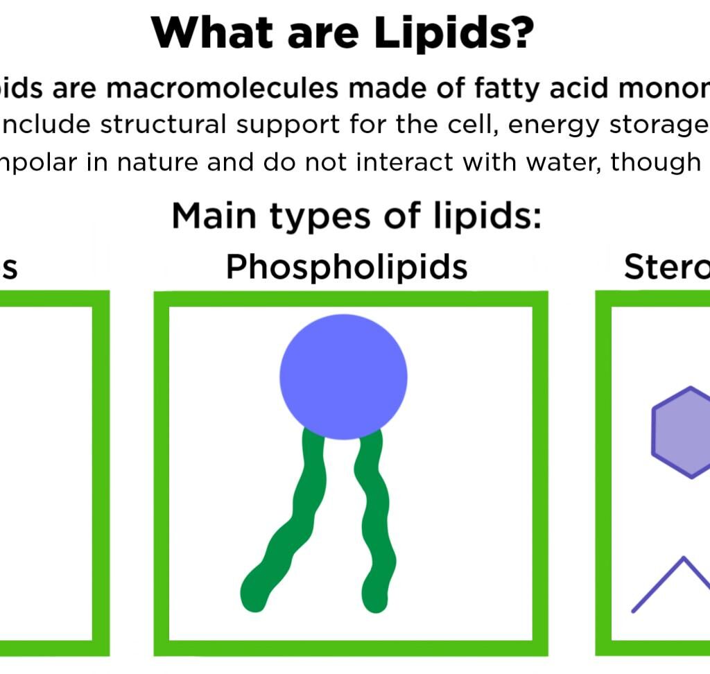 what_are_ lipids