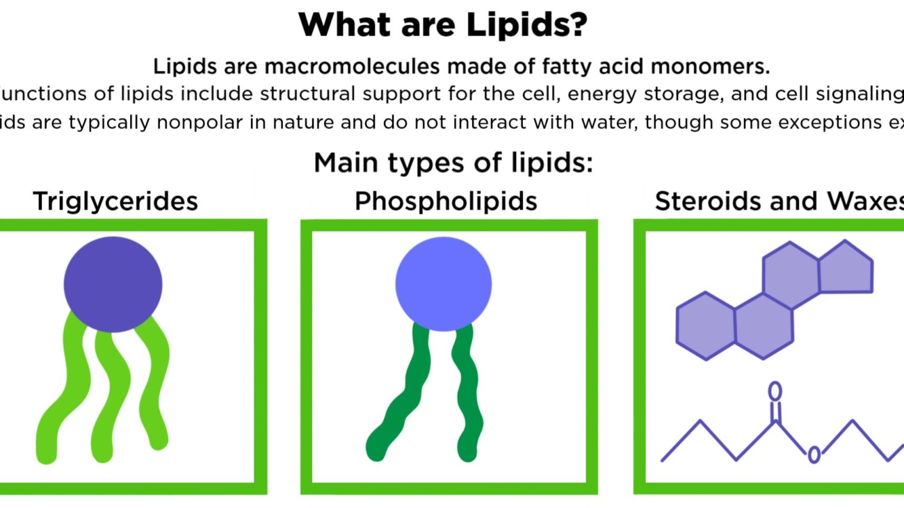 what_are_ lipids