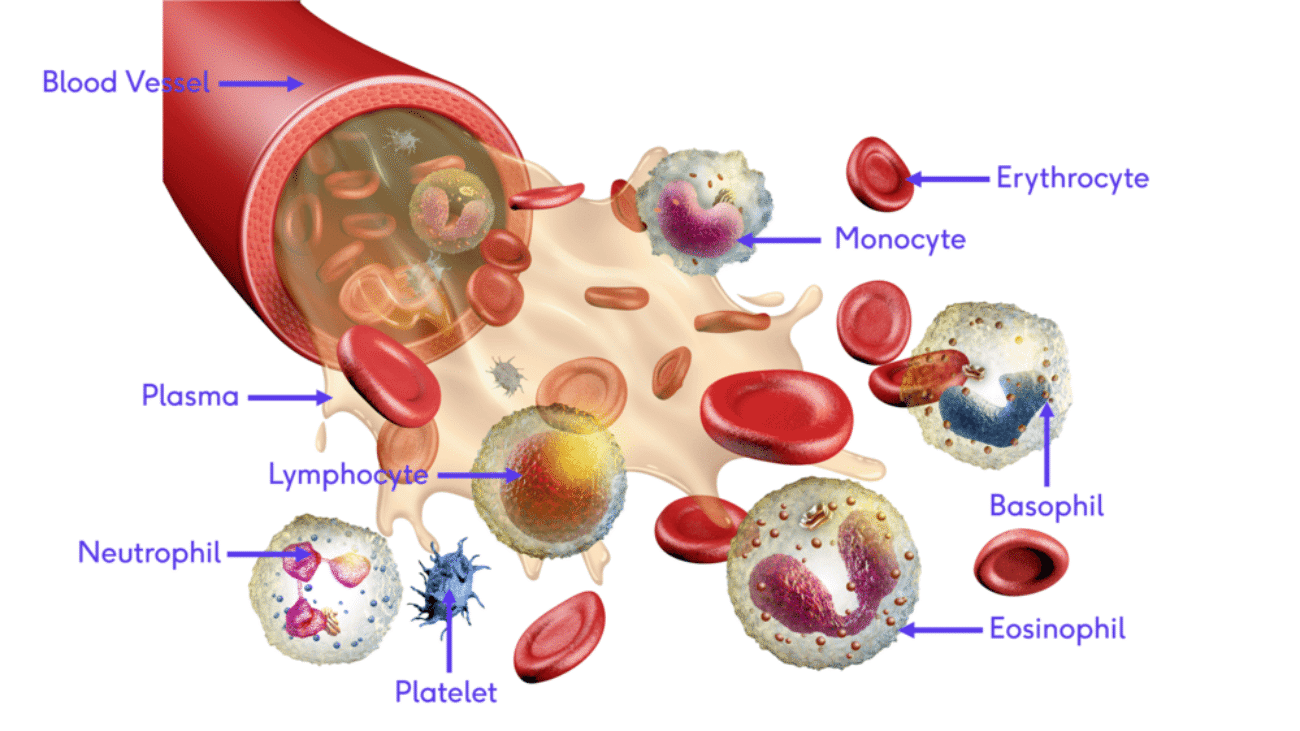 Blood Physiology Introduction (1)