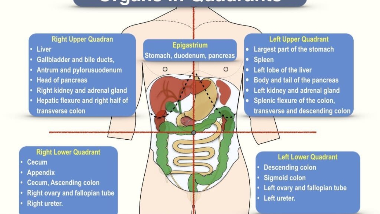 Body Regions, Abdominal Quadrants, and Terminology (1)