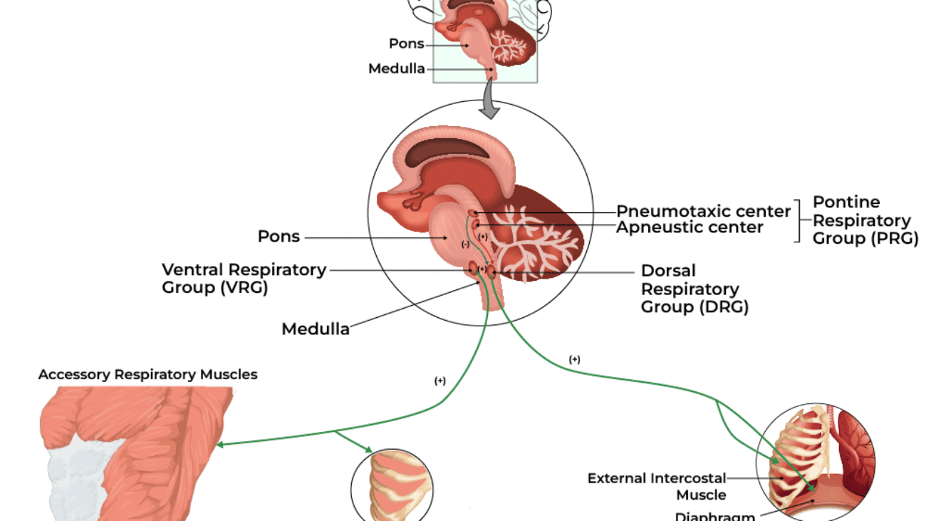 Control of Respiration (Neural and Chemical Regulation)