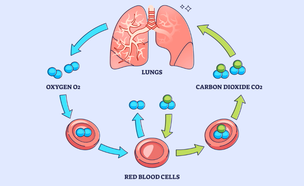 Gas Exchange and Transport