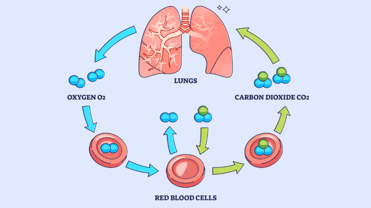 Gas Exchange and Transport