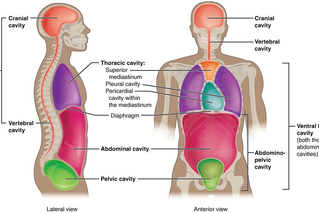 Introduction to Body Cavities