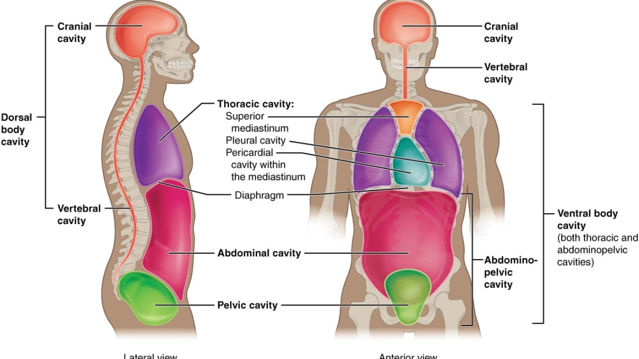 Introduction to Body Cavities