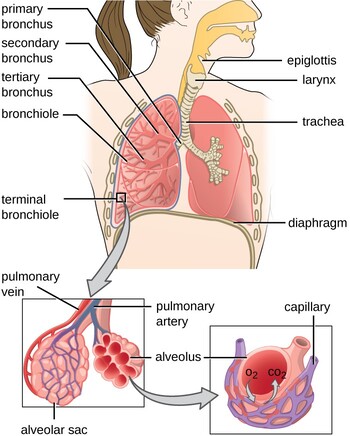 Respiratory System Overview Diagram