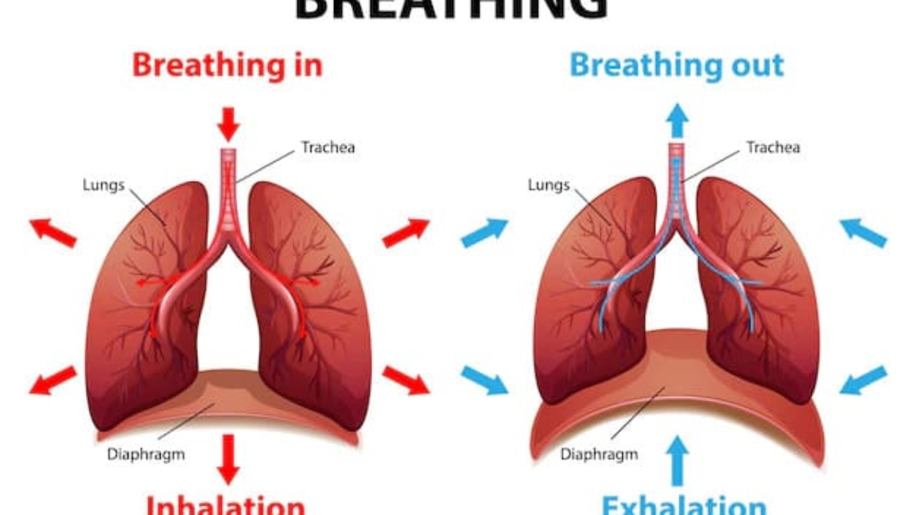 Mechanics of Breathing (Pulmonary Ventilation)