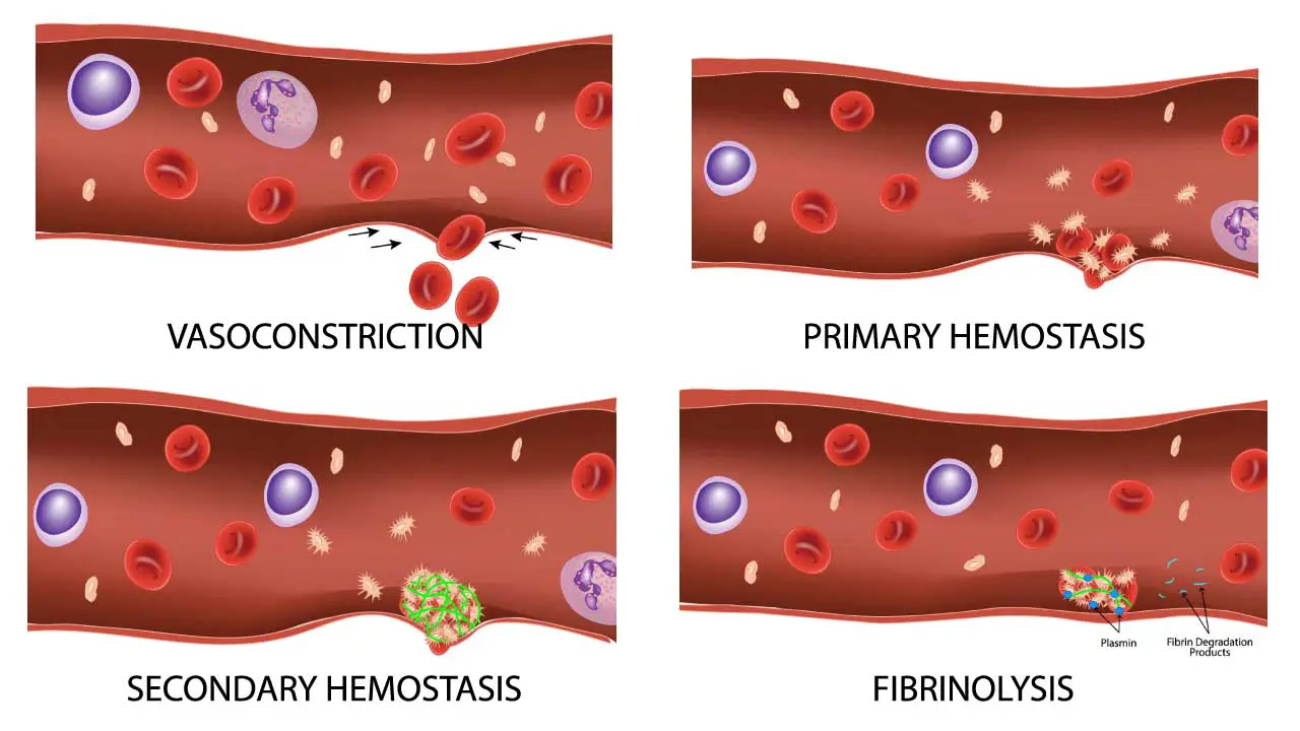 Platelets and Hemostasis
