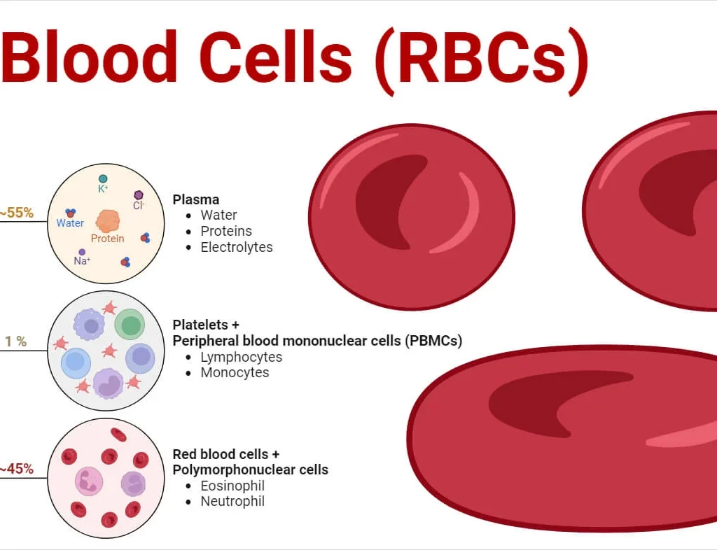 Red Blood Cells (Erythrocytes) Physiology
