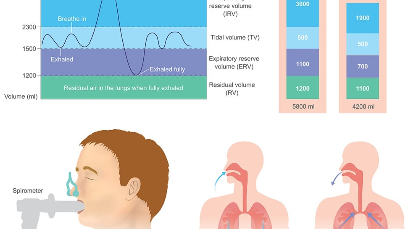 Respiratory Function Tests