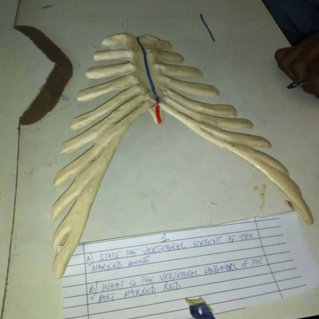 The steeplechase exam in Human Anatomy practical 1 2048