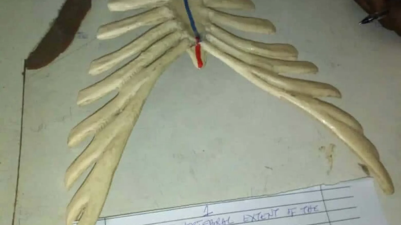 The-steeplechase-exam-in-Human-Anatomy-practical-1-2048