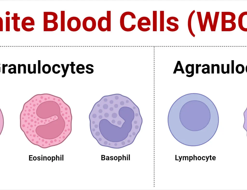 White Blood Cells Leukocytes Physiology