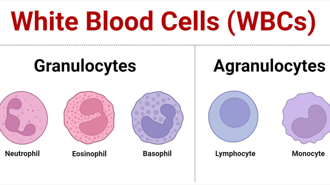 White Blood Cells (Leukocytes) Physiology