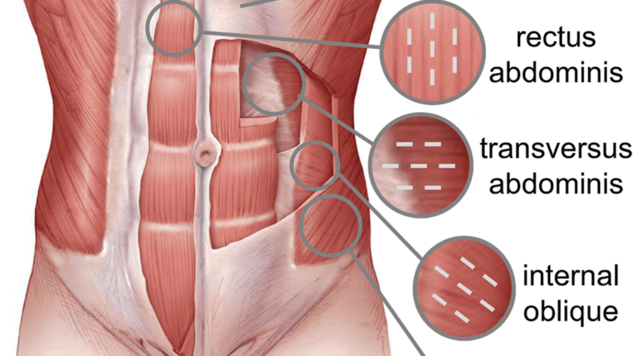 Abdominal Wall Anatomy