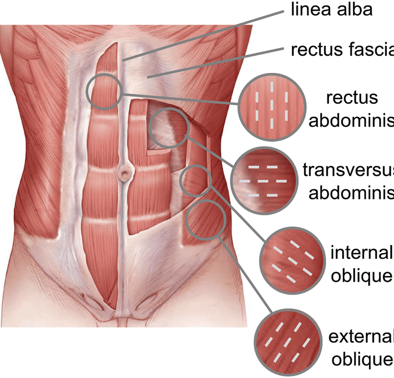 Muscles of the Abdominal Wall & Hernia