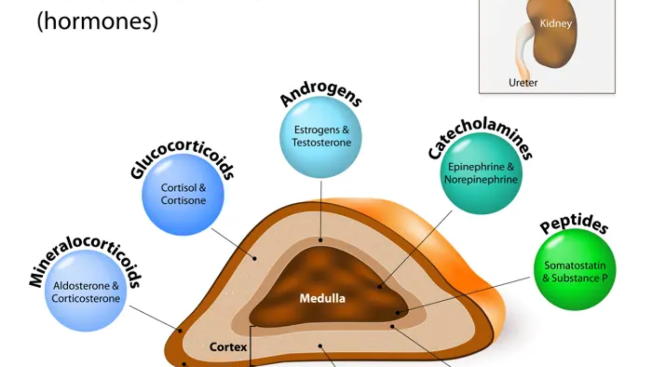 Adrenal Gland Physiology