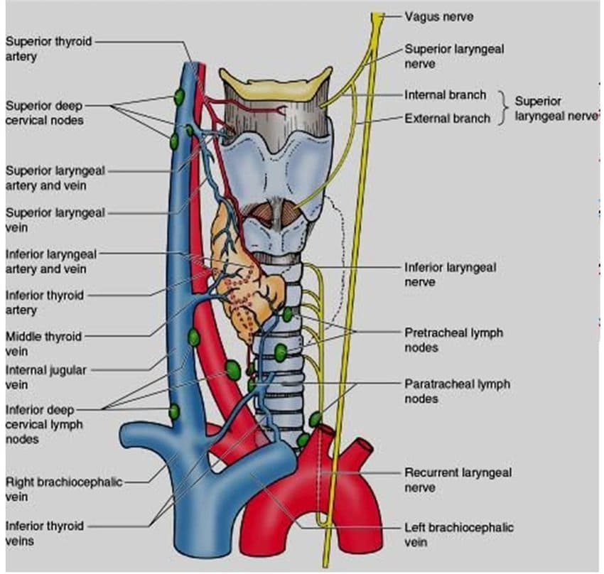 Neurovascular and Lymph Nodes Diagram