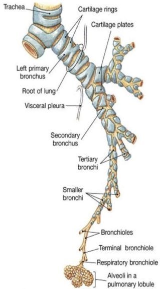 Bronchial Tree Anatomy Diagram