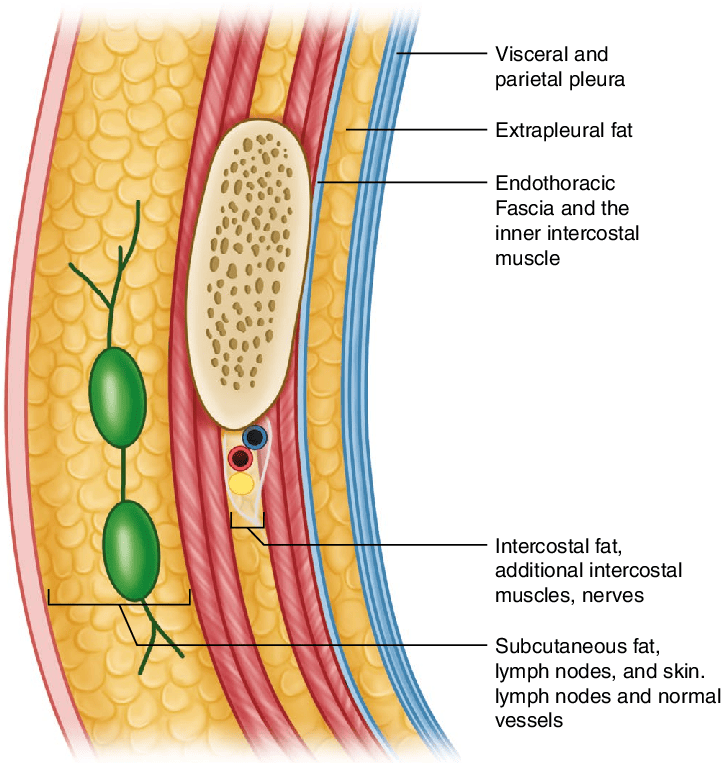 Chest Wall and Lung Layers Diagram