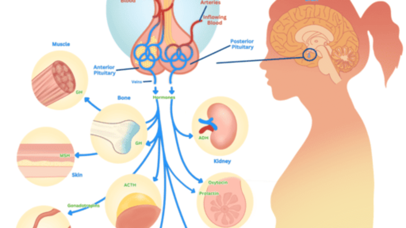 Endocrine System Physiology