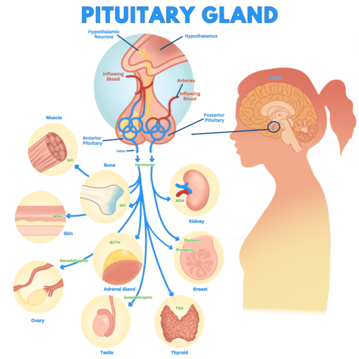 Hypothalamus & Pituitary Physiology