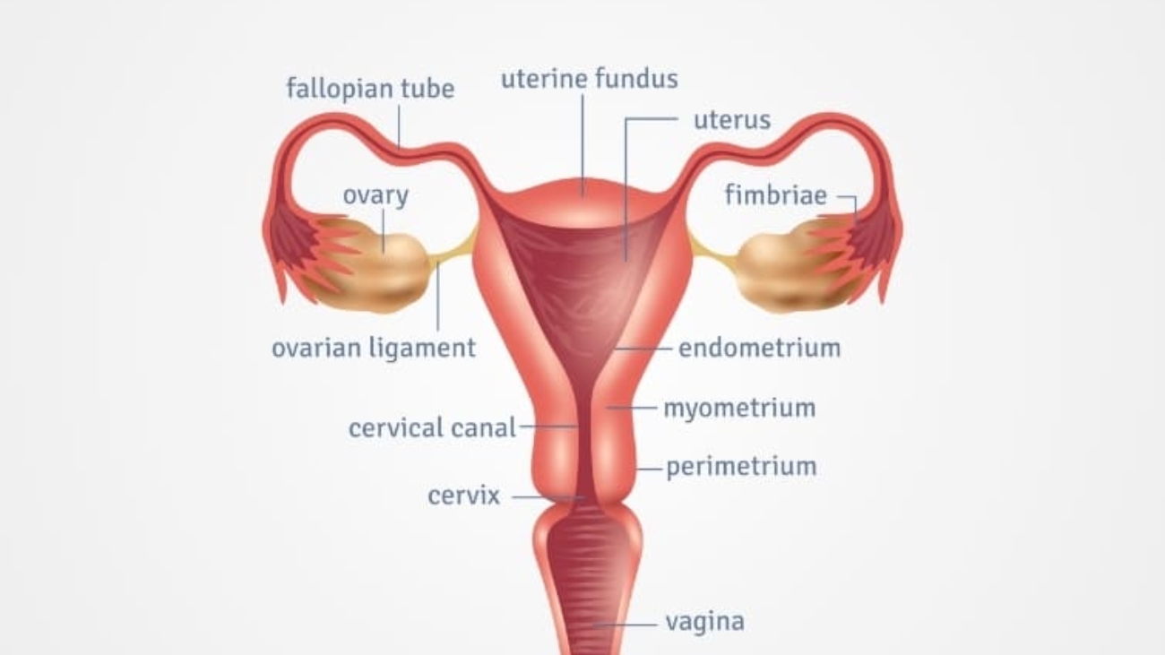 Female Reproductive System