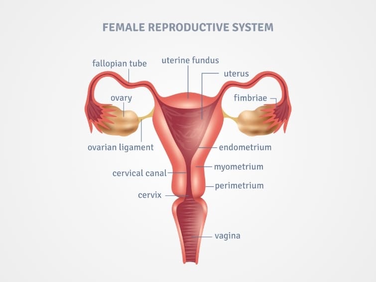 Genitourinary System: Female Reproductive System