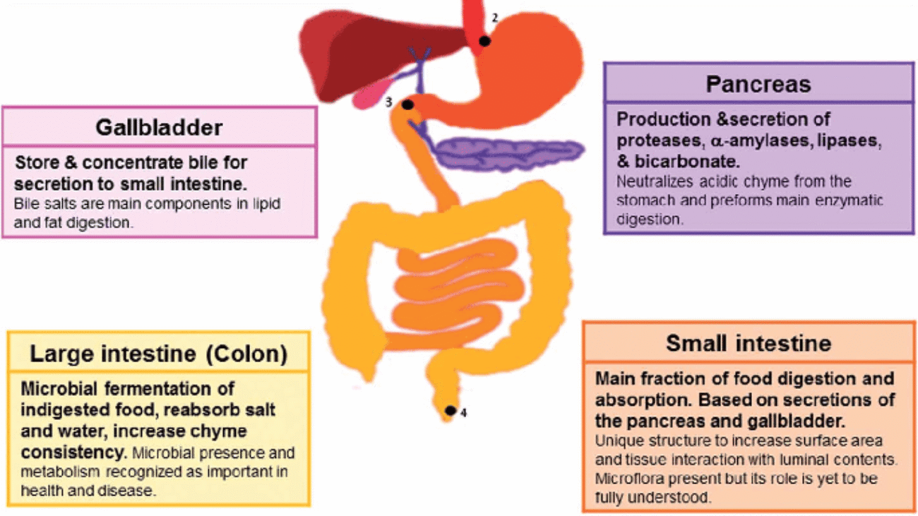 Gastrointestinal (GIT) Secretions (1)