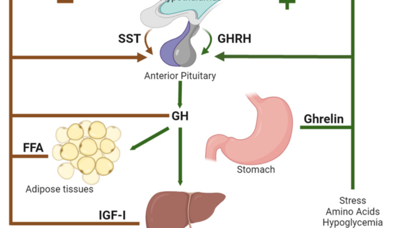 Growth Hormone Physiology