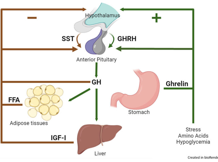 Growth Hormone Physiology