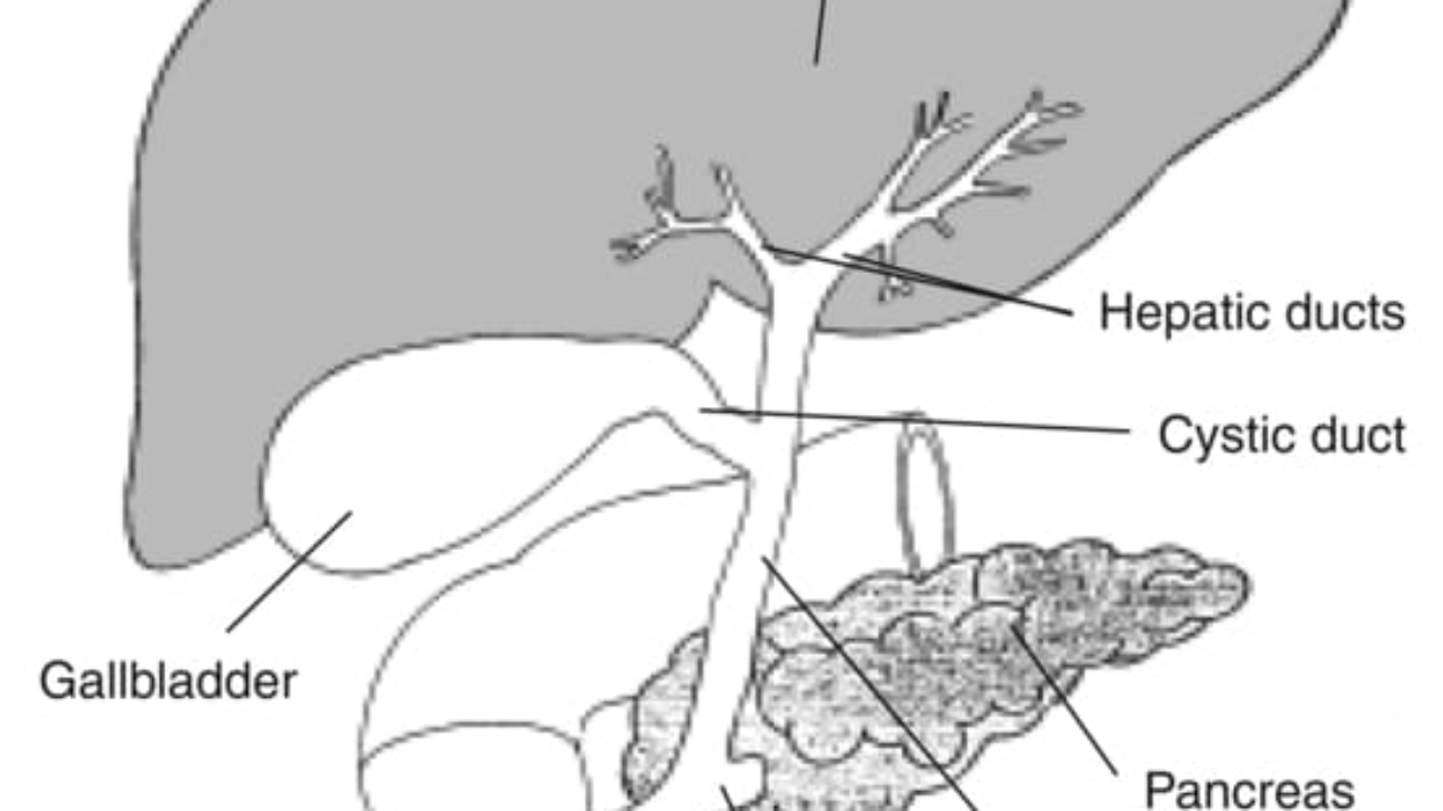 Hepatobiliary System: Liver, Gallbladder