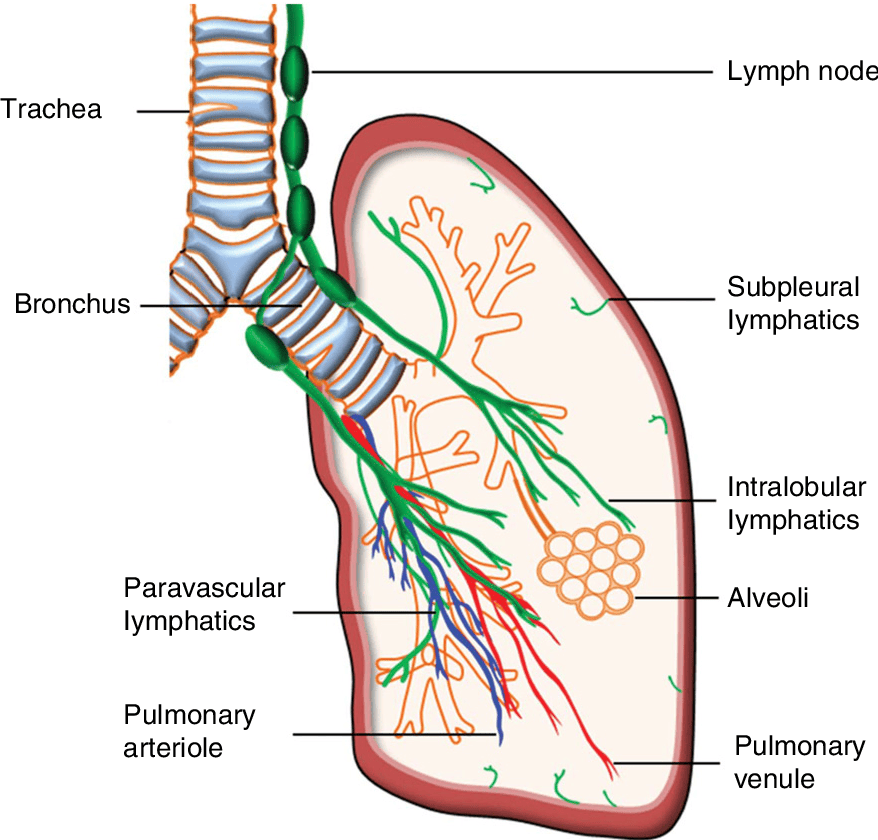 Lymphatic Drainage Diagram