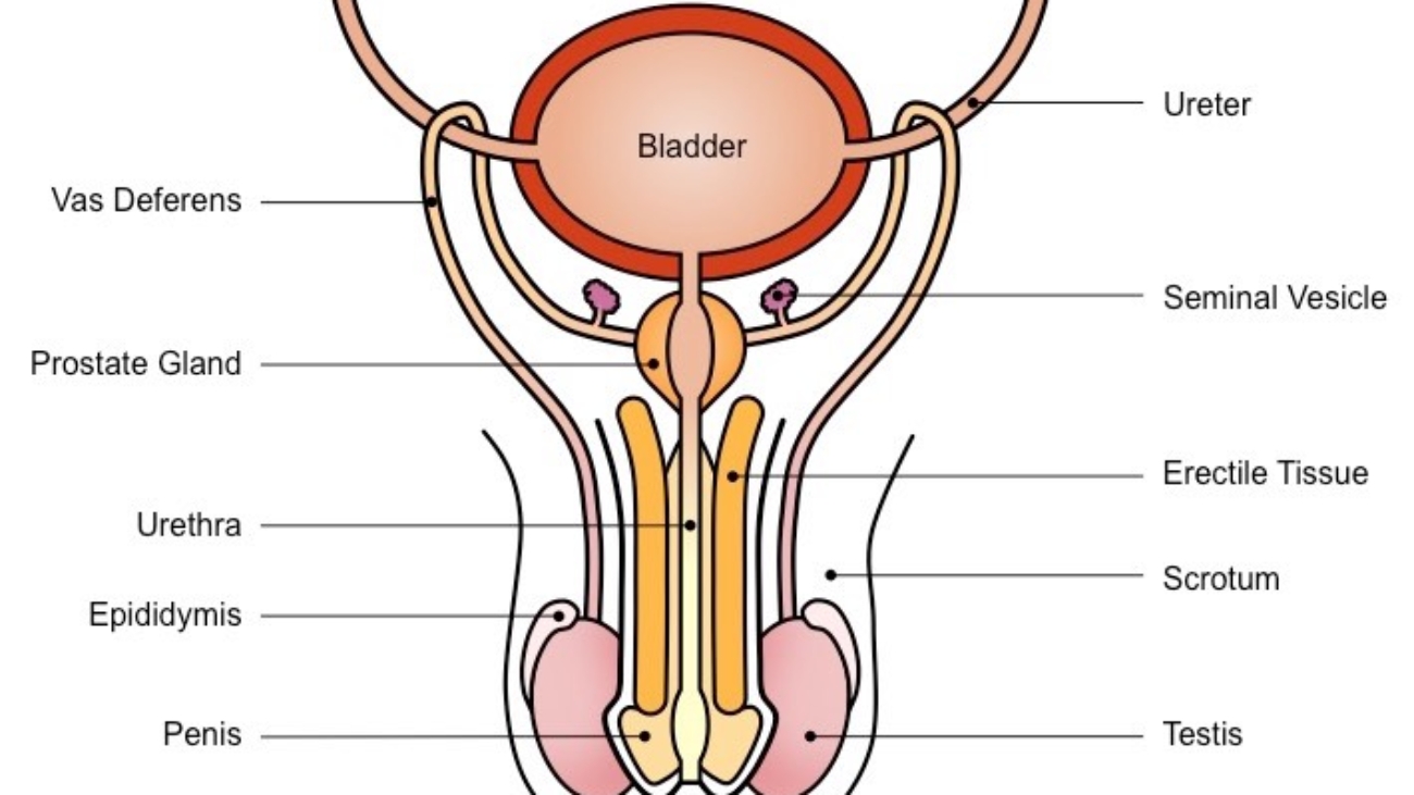 Male Reproductive System