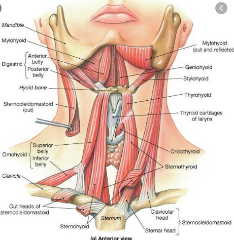 Muscles of the Larynx Diagram