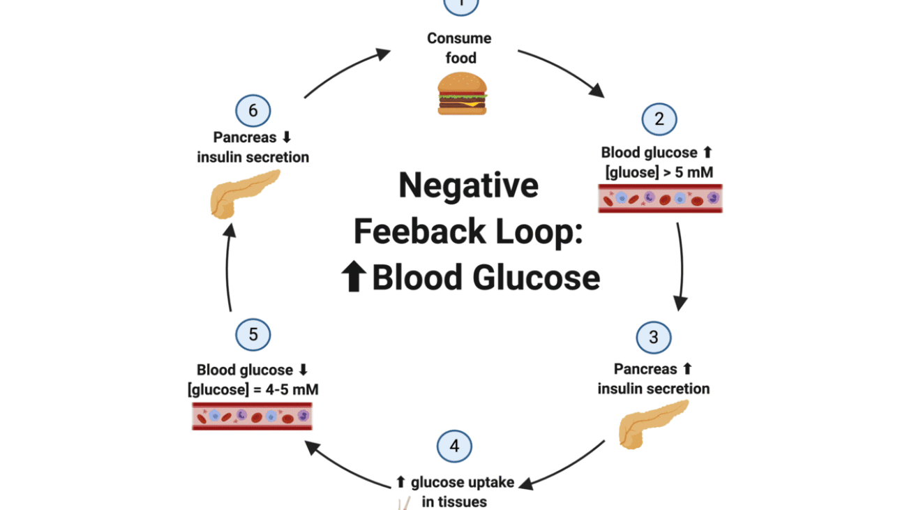 Hormone Regulation, Disorders & Transport